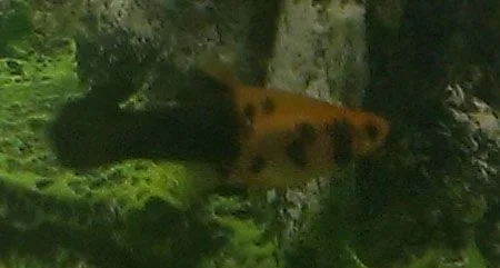 Mystery fish.webp