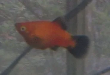 Potential mom 1 (platy).webp