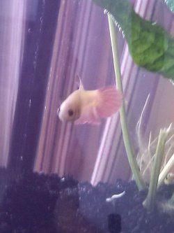 female Betta one.jpg