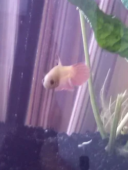 female Betta one.webp female Betta one.webp