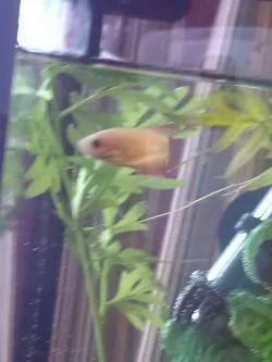 female Betta three.webp female Betta three.webp
