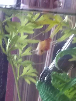 female Betta two.webp female Betta two.webp