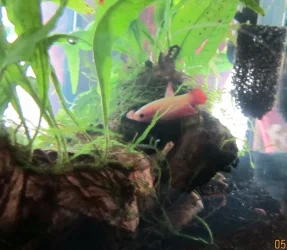 pretty Firefly killed shrimp.webp pretty Firefly killed shrimp.webp