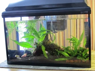 5 gallon Firefly 2.webp 5 gallon Firefly 2.webp
