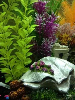 close up.webp