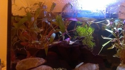 plant.jpg plant.jpg