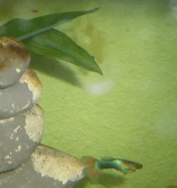 PlatyFry-with-Guppy.webp PlatyFry-with-Guppy.webp