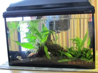 5 gallon Firefly 1.webp 5 gallon Firefly 1.webp