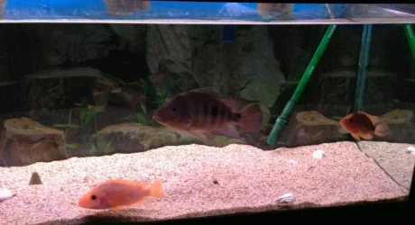 Fishies.webp