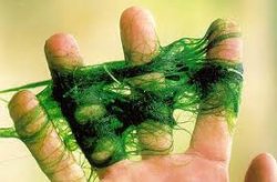 hair algae.jpg