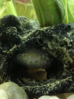 fish eggs (479x640).webp