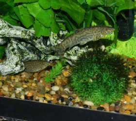 Loaches1.jpg