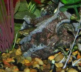 Loaches2.webp