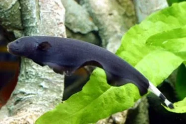 Black-Ghost-Knife-Fish.webp