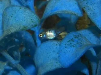 blue.webp