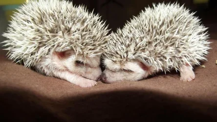 hogs.webp