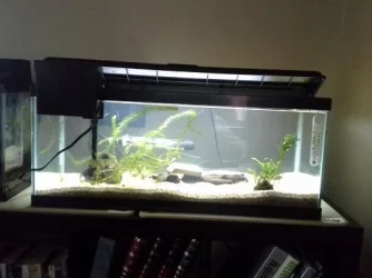 20g aquarium.webp