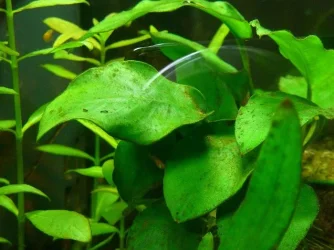 anubias-algae.webp anubias-algae.webp