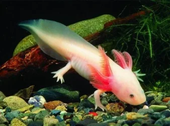 10_myFishImage_1.webp