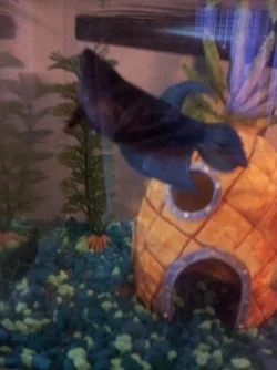 betta 1.webp