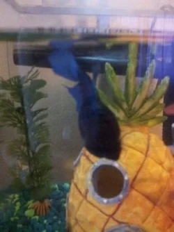 betta 2.webp