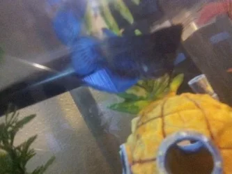 betta 3.webp