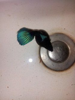 betta 4.jpg