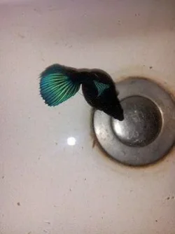 betta 4.webp