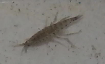unknown animal 1.webp