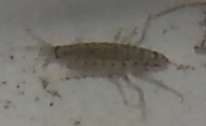 unknown animal 2.webp