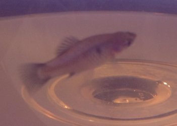 IMG_0088.JPG IMG_0088.JPG