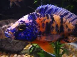 small fish.webp