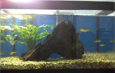 Tank20130626a.jpg Tank20130626a.jpg