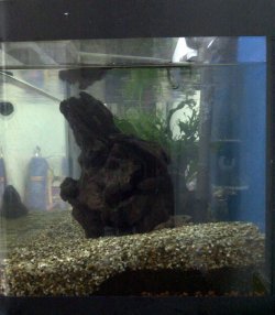 Tank20130626_Righta.jpg Tank20130626_Righta.jpg