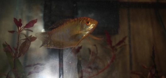 webgourami02_7613.jpg webgourami02_7613.jpg