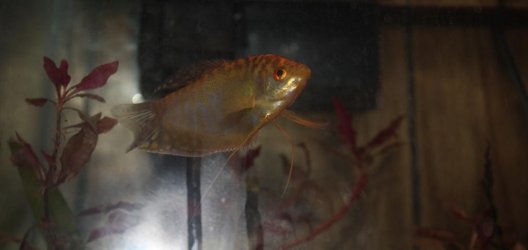 webgourami02_7613.jpg