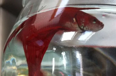 fish.webp