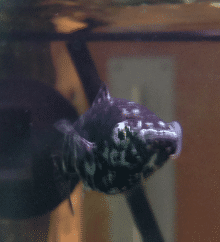 Fish eye 1.png Fish eye 1.png