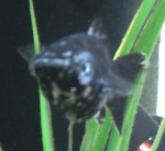 fish eye 2.png fish eye 2.png