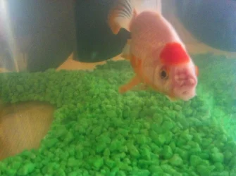 fish 2.webp