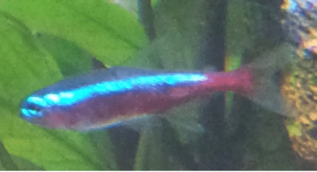 fish1.png fish1.png