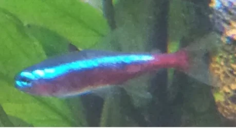 fish1.webp