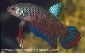iwantthisfishplease.webp