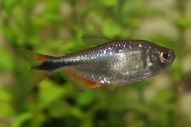 norweigen tetra.webp