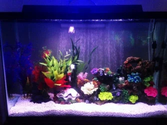 led off forum.webp