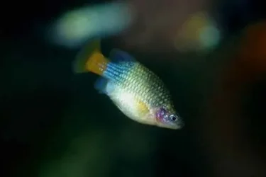 iwantthisfishplease.webp