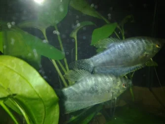 IMG_2013072056545.webp