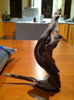 my awesome driftwood.jpg