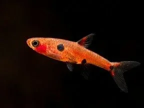 iwantthisfishplease.webp