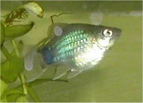 platy_lune.webp